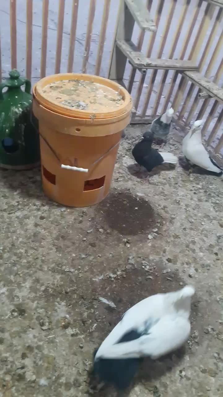 دمسیاه ماده اشعل کوهی دورک|پرنده|باوی, |دیوار