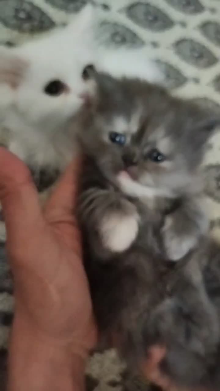 پرشین ماده|گربه|فولادشهر, B4|دیوار