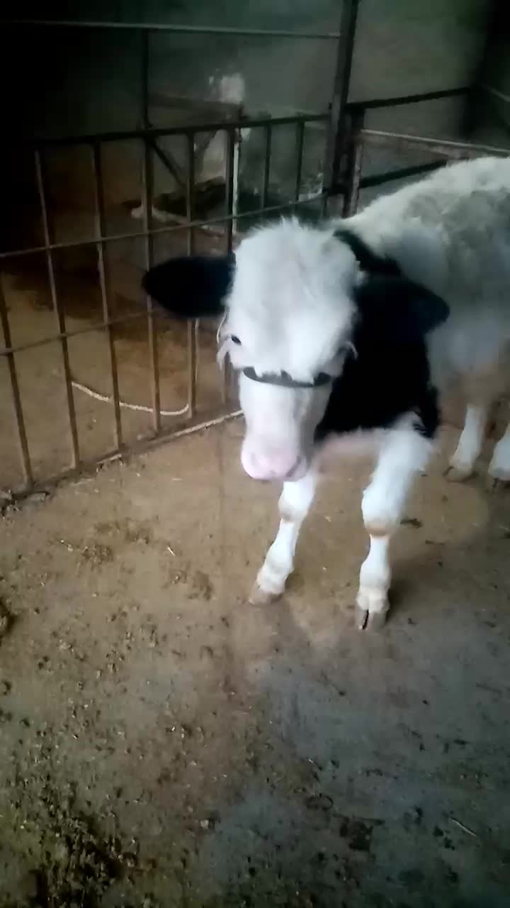 گاو گوساله|حیوانات مزرعه|شاهیوند, |دیوار