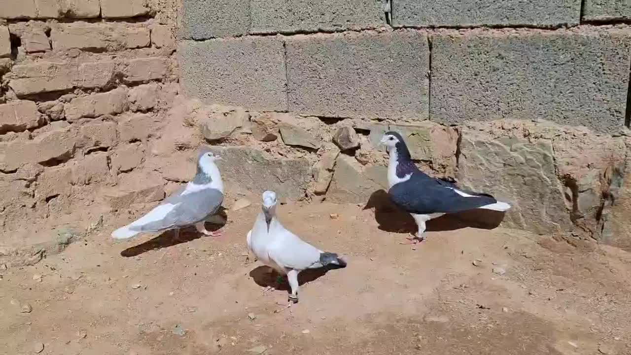 کفتر|پرنده|قهستان, |دیوار