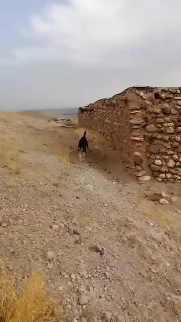 شهرستان‌چایپاره‌روستای‌شورجاع|سگ|قره ضیاالدین, |دیوار