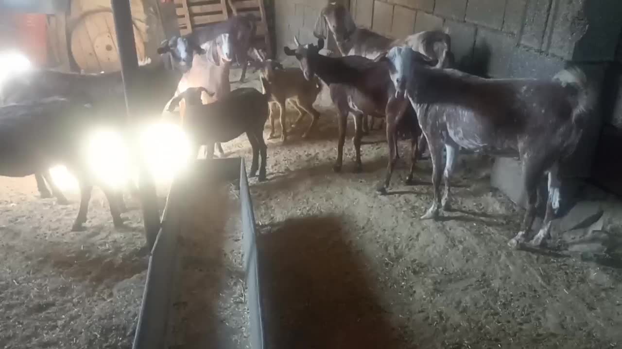 بزغاله خارجی|حیوانات مزرعه|ایلام, |دیوار