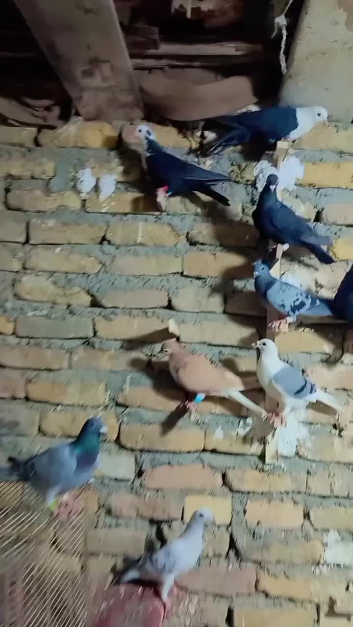 دورگ|پرنده|مشهد, تبادکان|دیوار