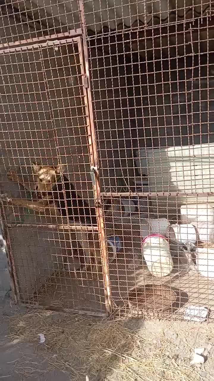 یک جفت سگ ژرمن شپرد|سگ|نیشابور, فضل|دیوار