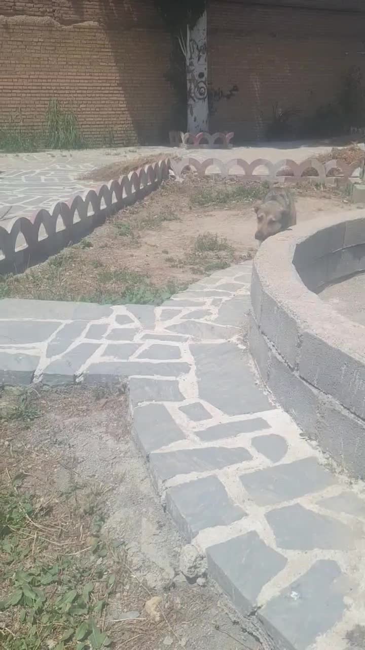 سگ نگهبان|سگ|ارومیه, |دیوار