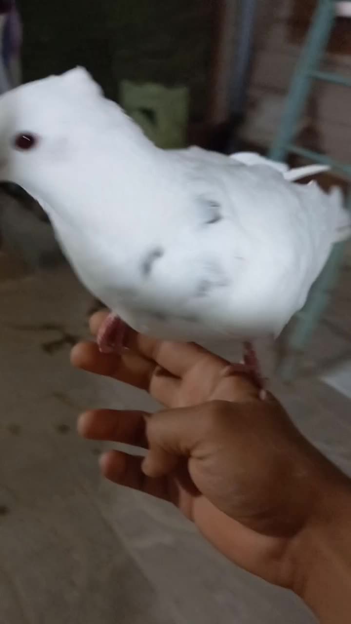 برفی نر دستی|پرنده|تربت جام, یحیی آباد|دیوار