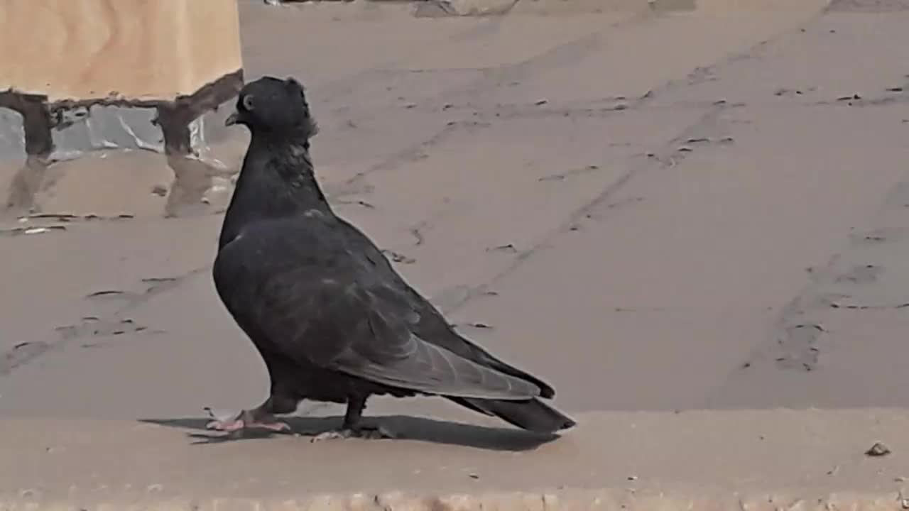 کبوترقهوای|پرنده|بهبهان, |دیوار