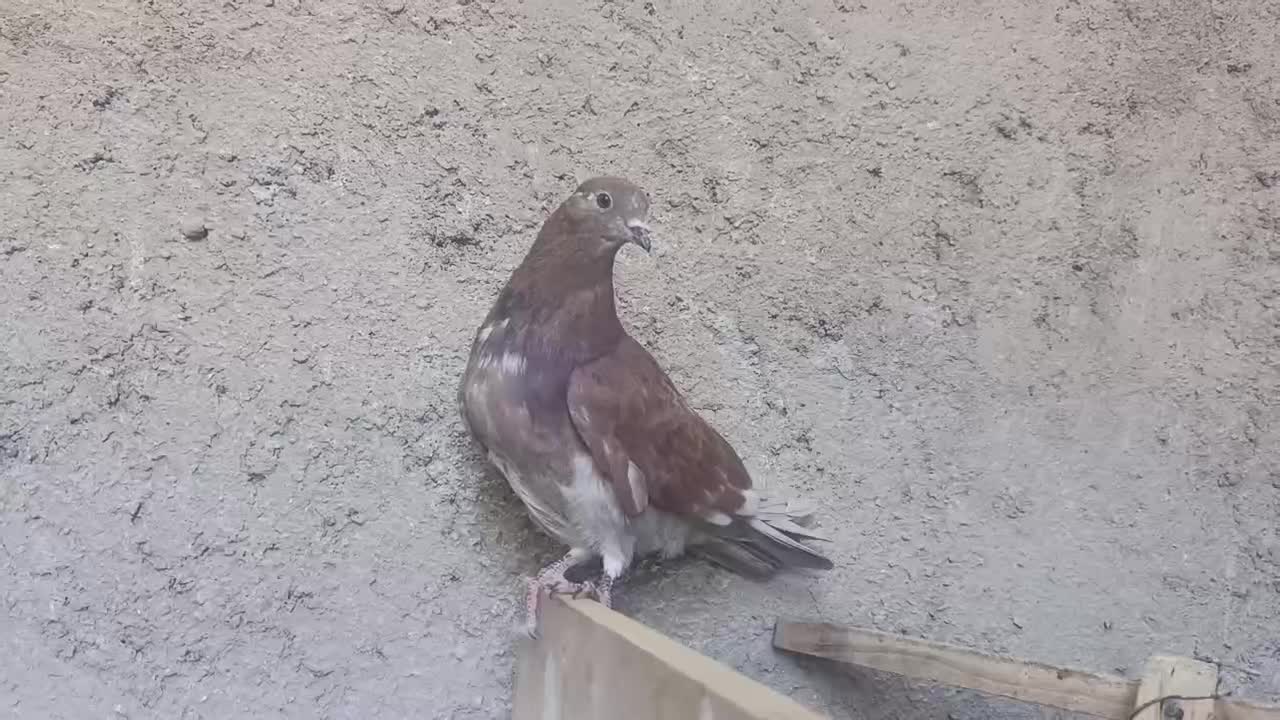 کبوتر|پرنده|ملایر, |دیوار