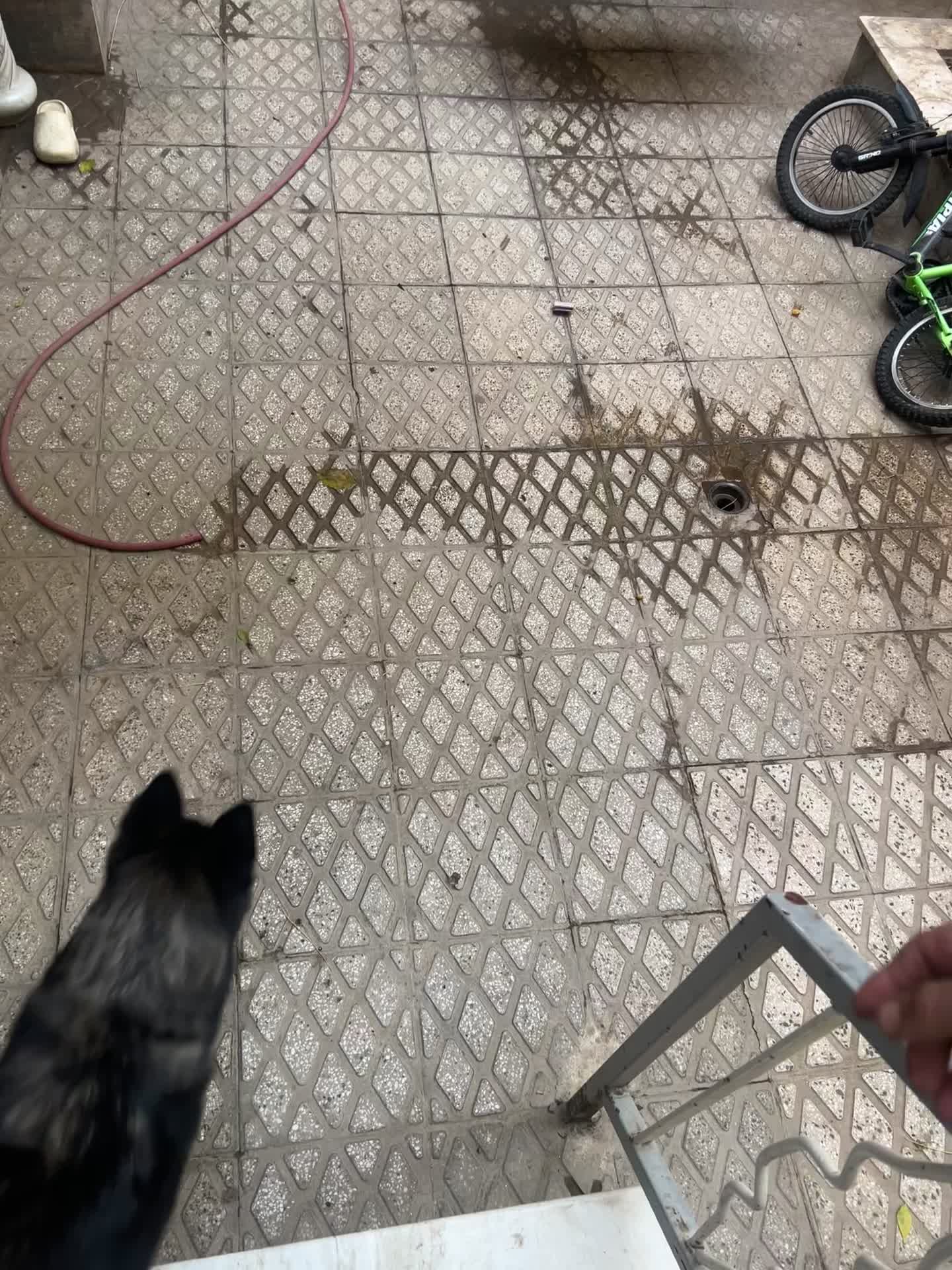 توله هاسکی و گرگ|سگ|تهران, والفجر (افسریه)|دیوار