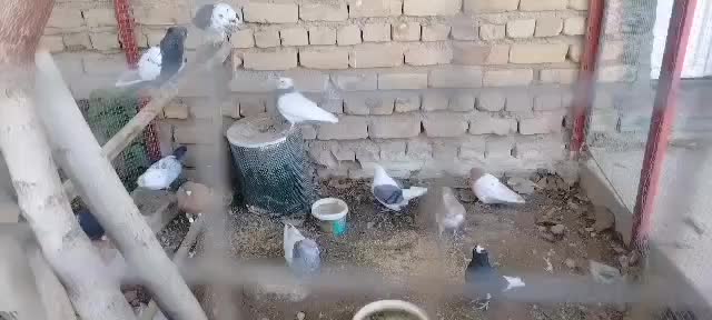 کبوتر|پرنده|صدرا-فارس, فاز ۱|دیوار