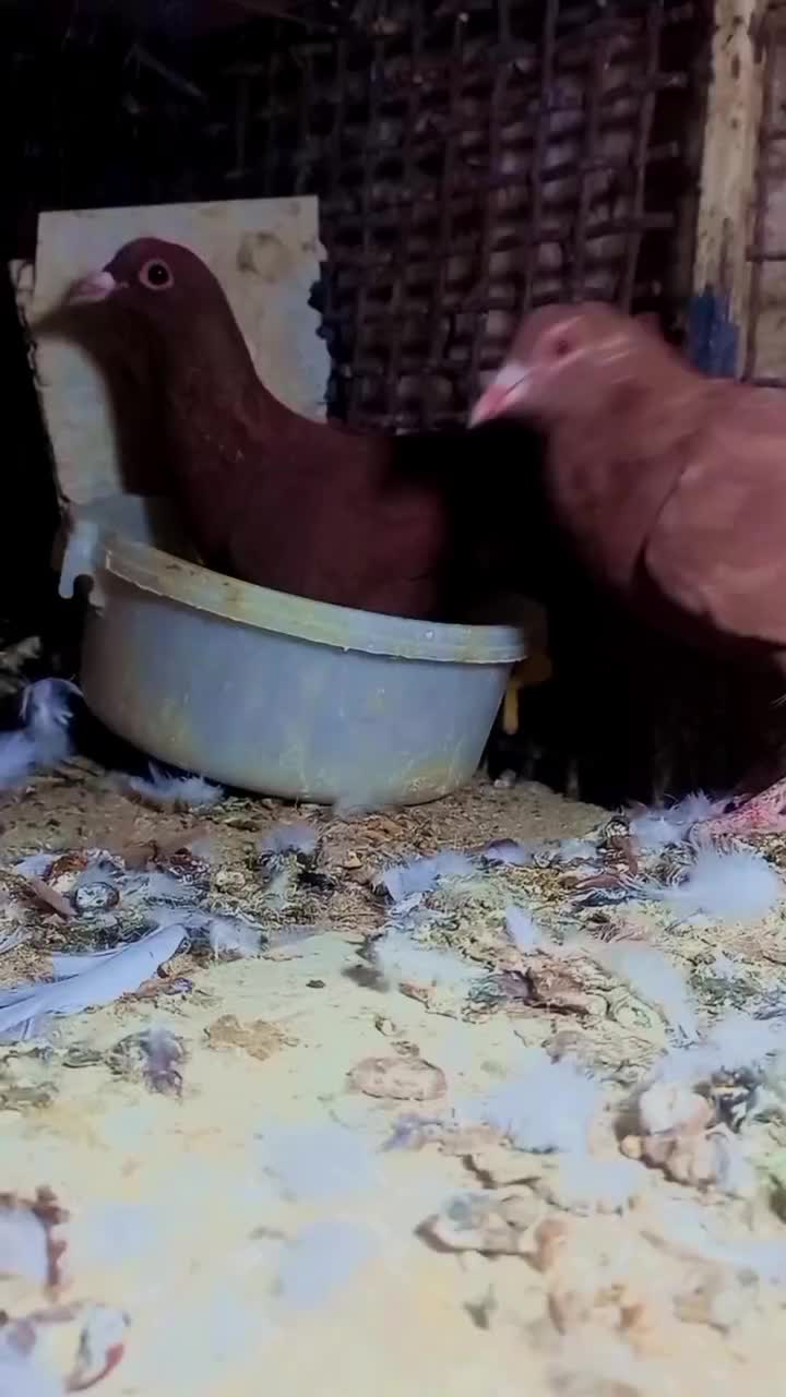 جفت نروماده سرخ کرمانی|پرنده|زابل, |دیوار