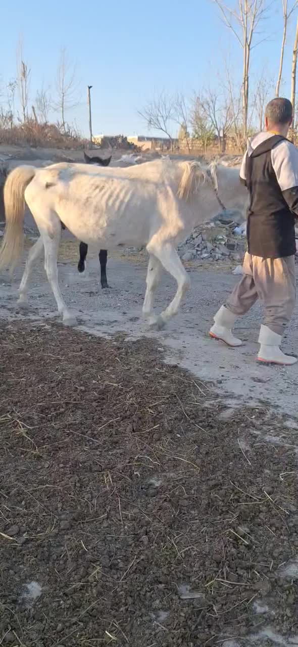 اسب کرد اصیل|اسب و تجهیزات اسب‌سواری|اردبیل, |دیوار