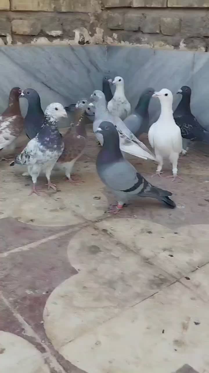 ۱۵تا پلاکی نر|پرنده|شیراز, کاراندیش|دیوار