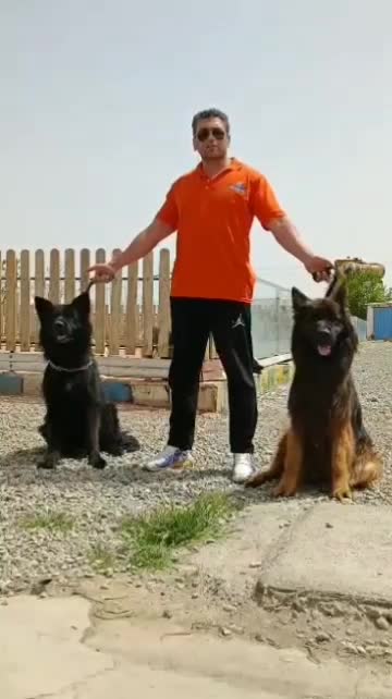 مرکز تخصصی سگ های گارد توله های اورجینال|سگ|گرمدره, |دیوار