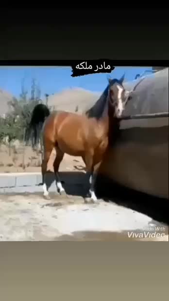 کره مادیون|اسب و تجهیزات اسبسواری|تهران, نازیآباد|دیوار