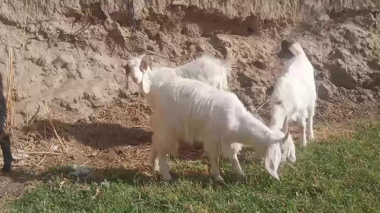 5 عدد بزغاله|حیوانات مزرعه|رضویه, |دیوار