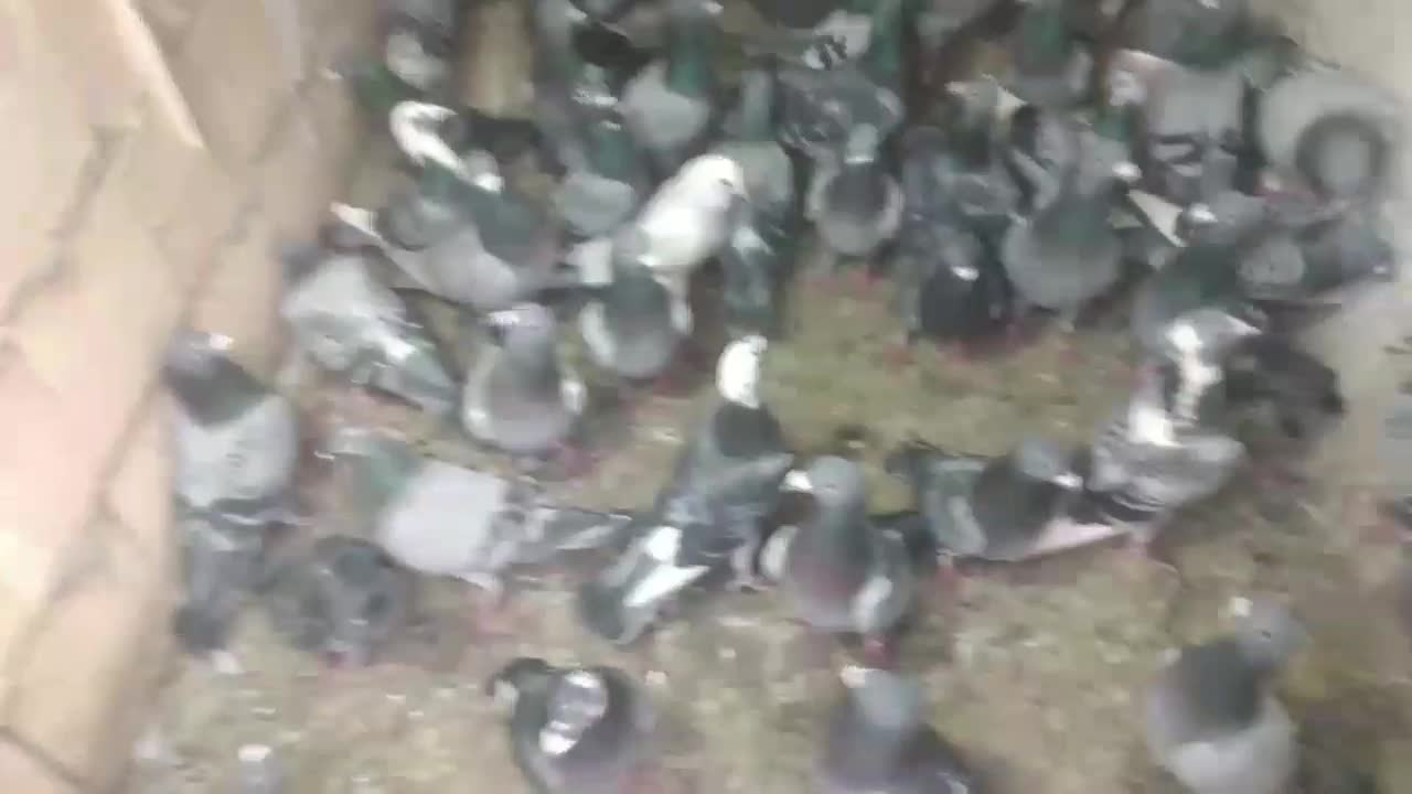 دسته پلاکی|پرنده|اهواز, حصیرآباد|دیوار