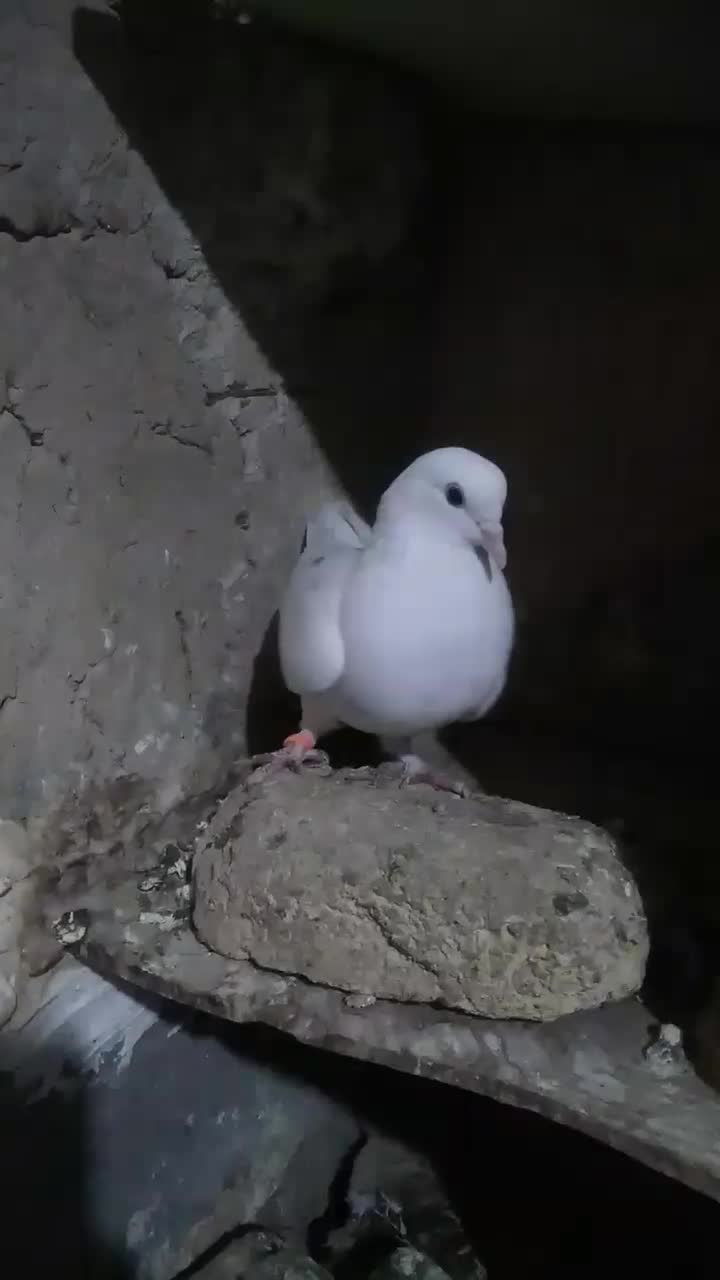 کبوترتهرانی ماده|پرنده|آشخانه, |دیوار