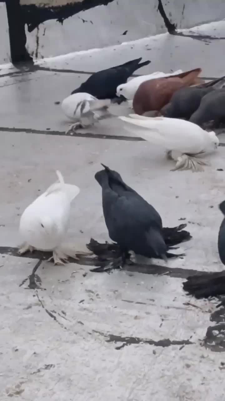 کبوتر|پرنده|تبریز, |دیوار