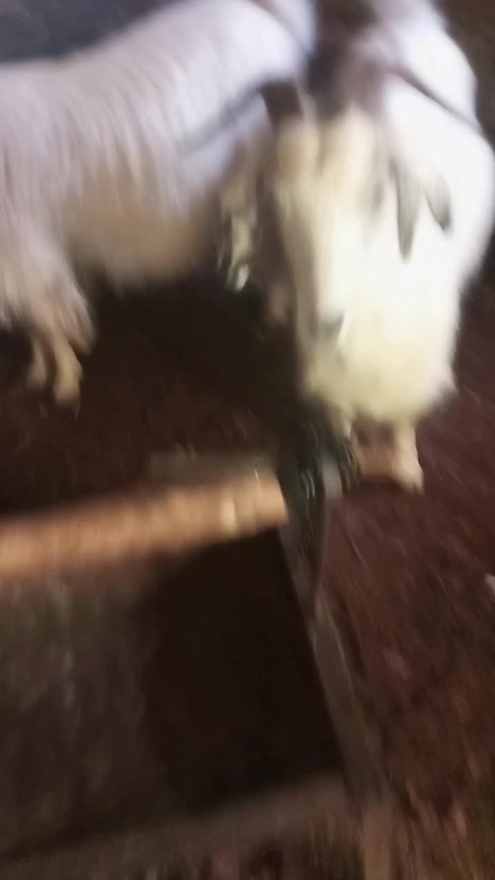 دو عدد بز یکی قصر یکی بابزغاله|حیوانات مزرعه|سلماس, |دیوار