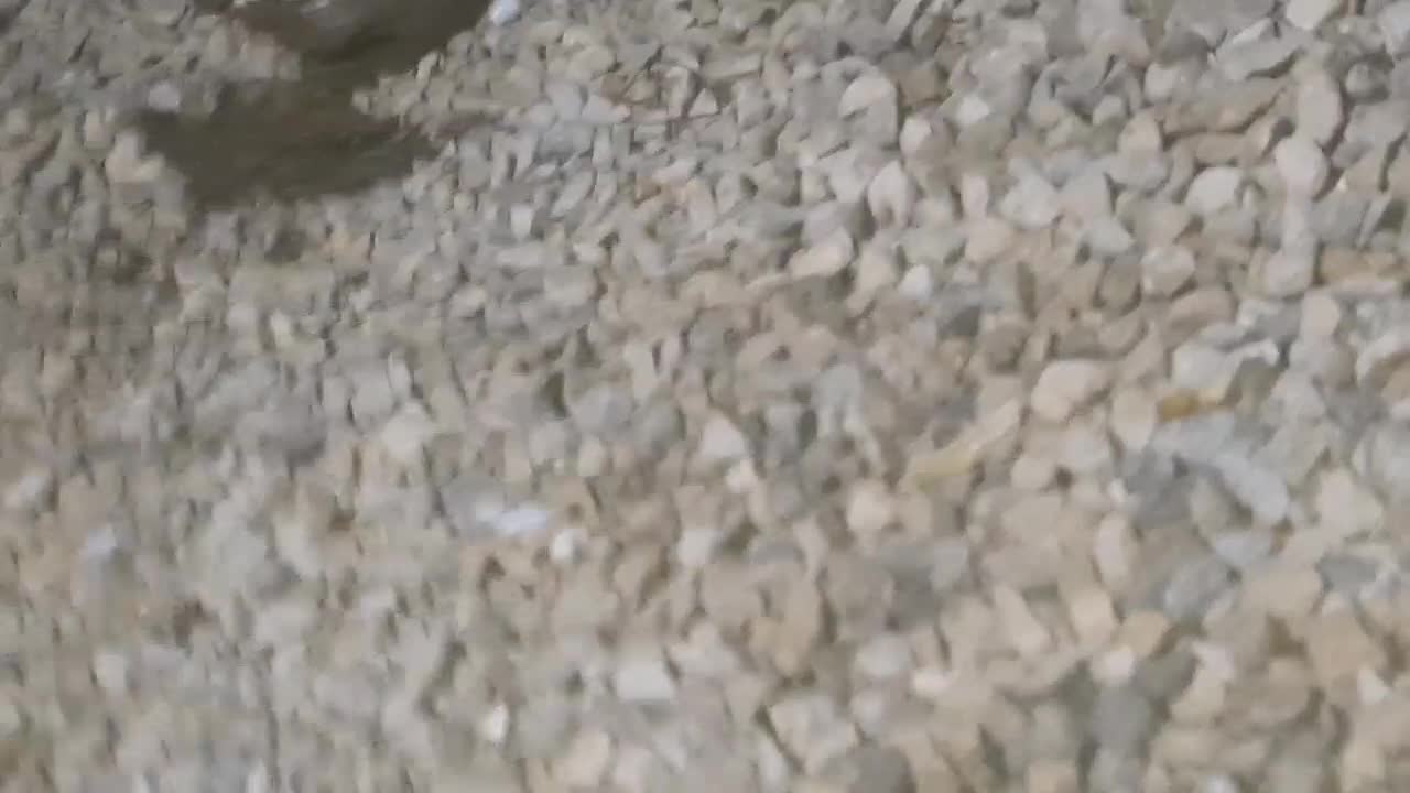 فروش یا معاوضه|پرنده|خرمشهر, |دیوار