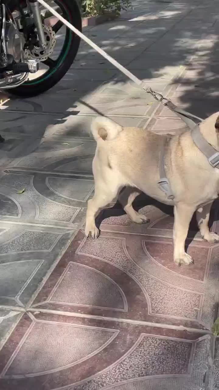 سگ پاکوتاه پاگ ماده|سگ|صحنه, |دیوار