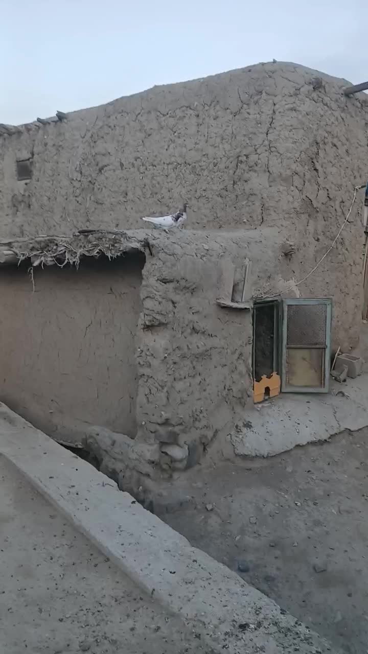 کبوتر جفت باش قرمزی|پرنده|ارشق, |دیوار