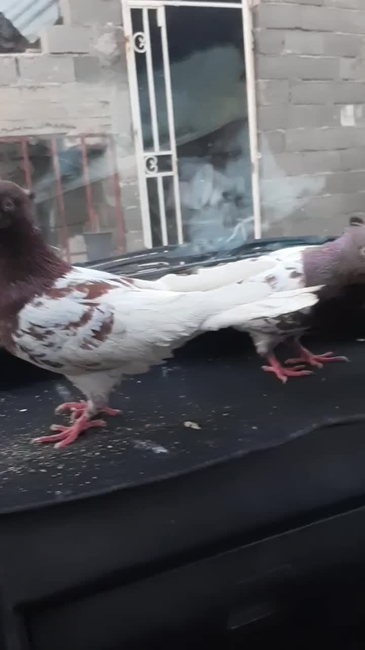 کله سرخ|پرنده|گنبد کاووس, |دیوار