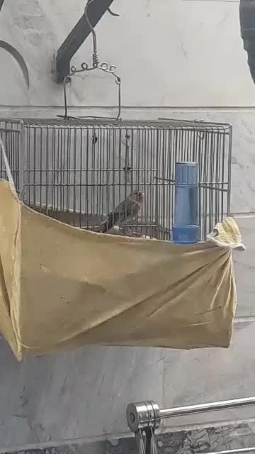 ((سهره قناری لر بخون))|پرنده|ری, شهادت|دیوار