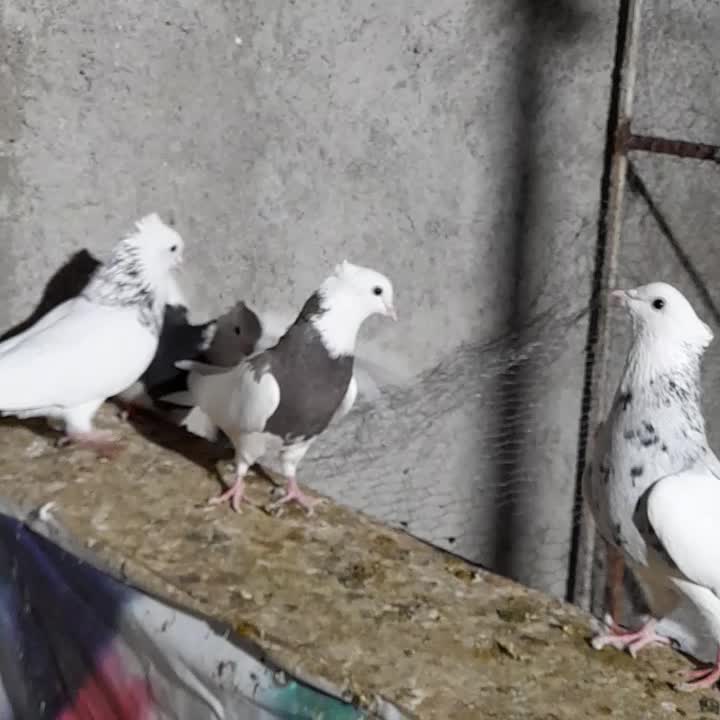 کبوترطوقی|پرنده|شهریار, شهرک بهاران (ویره)|دیوار