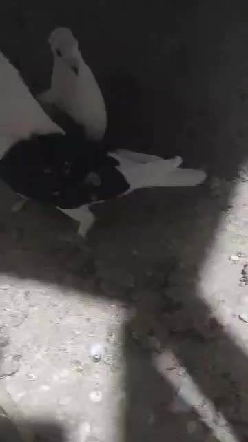 نروماده دوکت پلاکی|پرنده|شوشتر, |دیوار