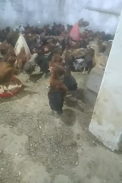 جوجه گلپایگان|حیوانات مزرعه|لشت نشا, |دیوار