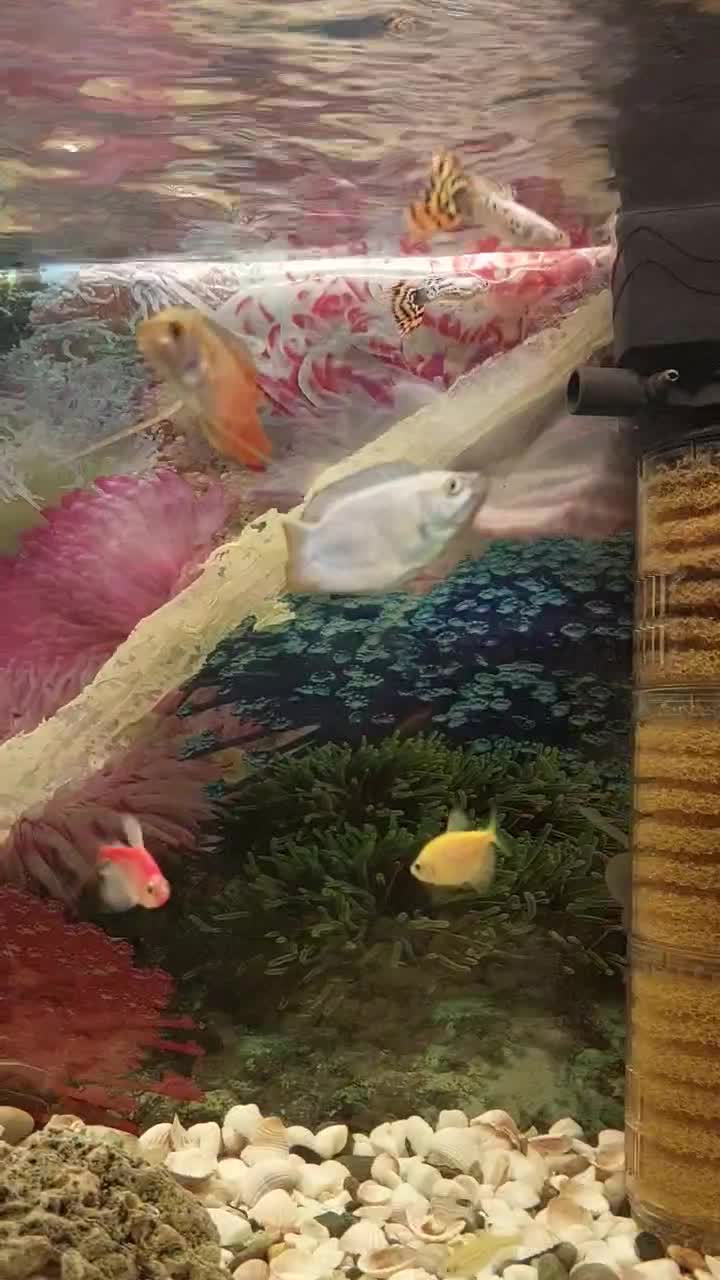 اکواریم|ماهی|قرچک, زیبا شهر|دیوار