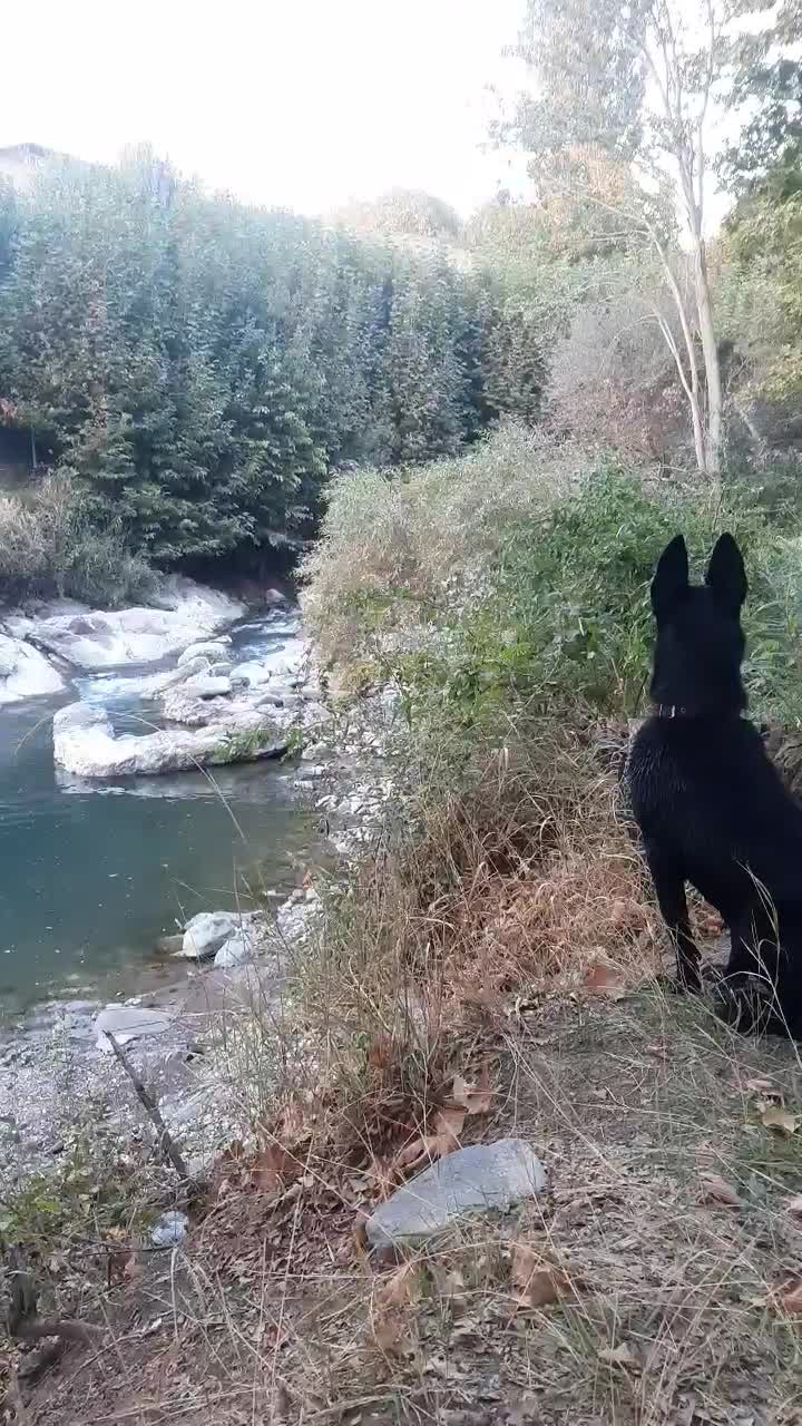 سگ ماینوز مشگی|سگ|آبیک, |دیوار