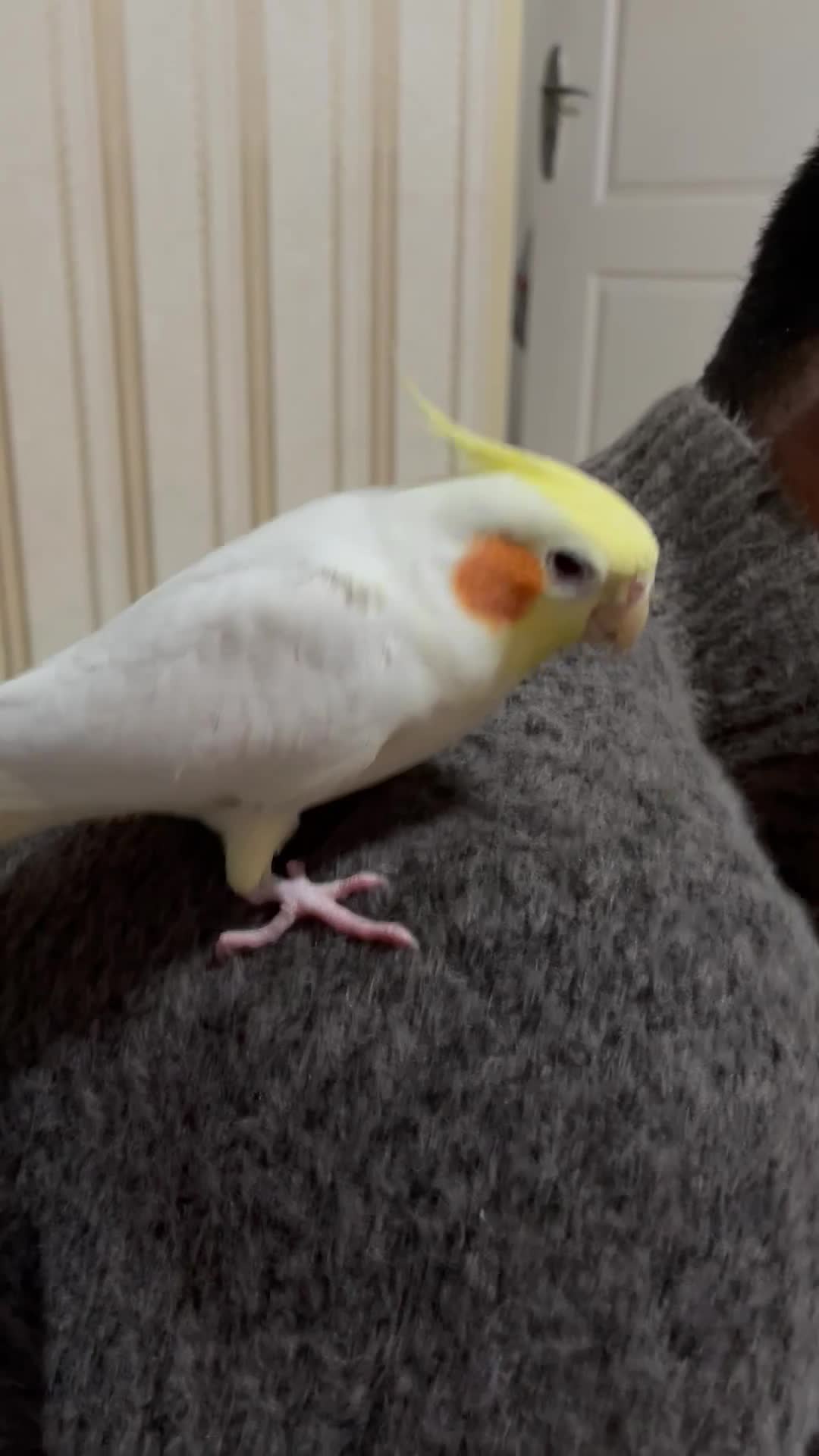 عروس هلندی سخنگو|پرنده|فردیس, شهرک ناز|دیوار