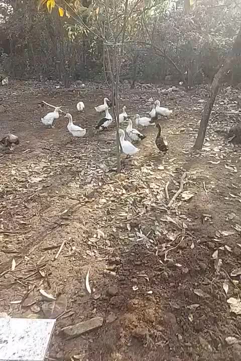 فروش فوری تعدادی اردک و بوقلمون به فروش میرسد|حیوانات مزرعه|رضوانشهر, |دیوار