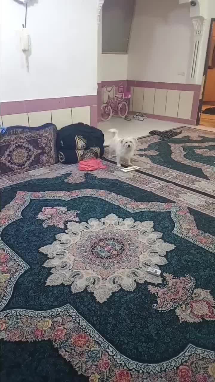 سگ دستی پشمالو سفید فهمید و بازی گوش|سگ|ایذه, |دیوار