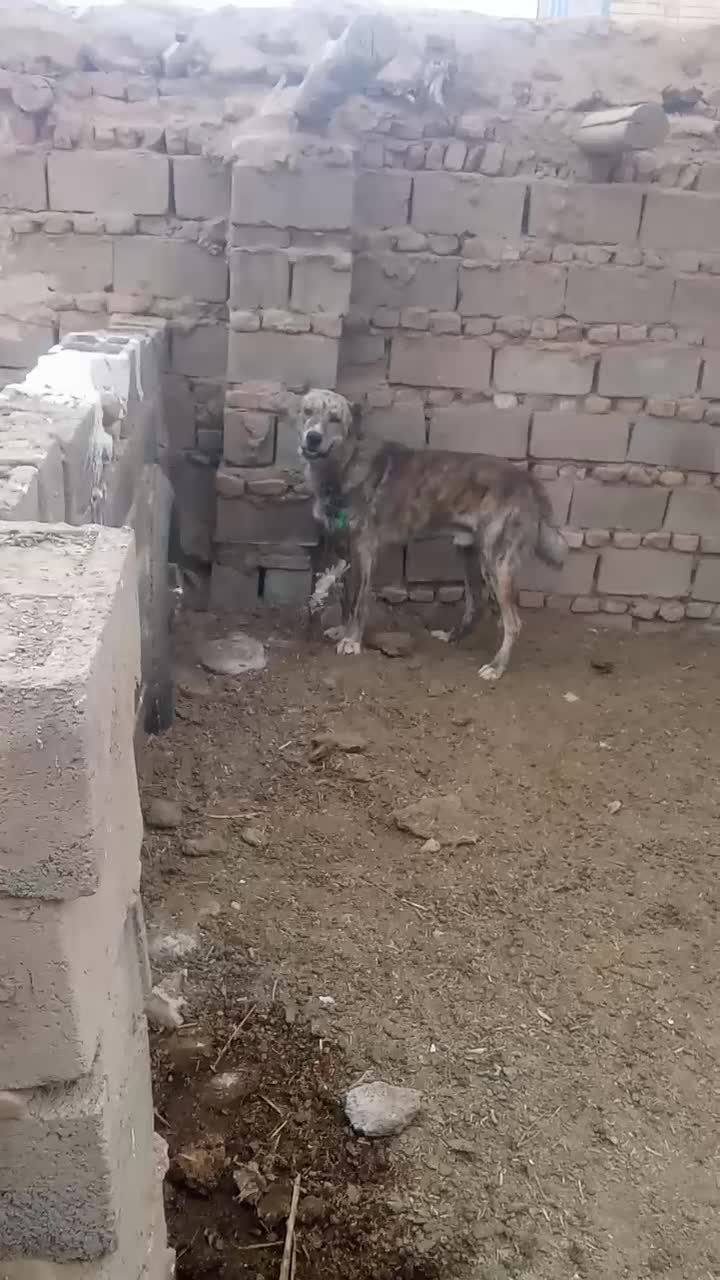 سگه گله به شرط دهن پاکی|سگ|تربت جام, میان جام|دیوار