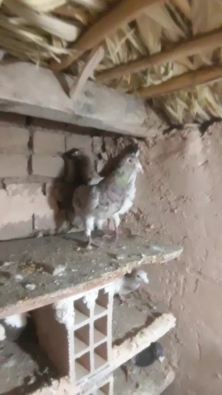 فروشی هفرنگ جفت|پرنده|جوین, |دیوار