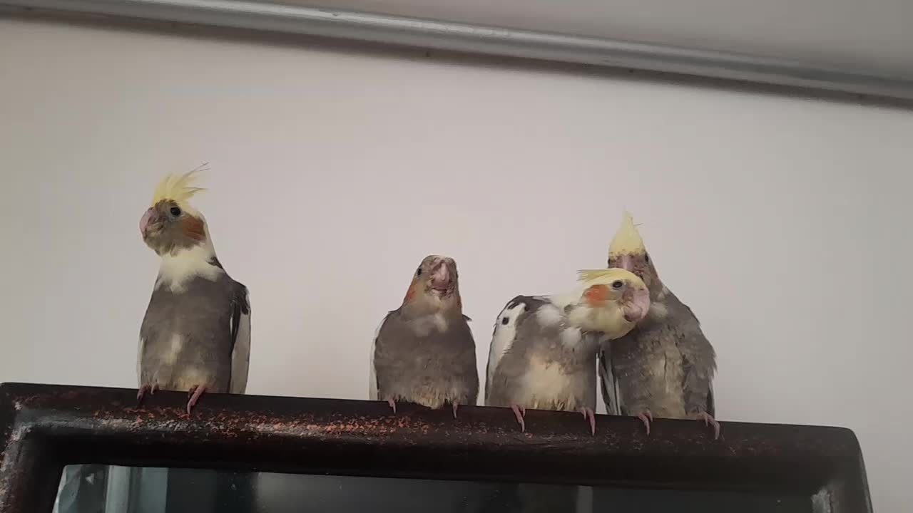 جوجه عروس هلندی|پرنده|تربت‌حیدریه, مسجد جامع|دیوار