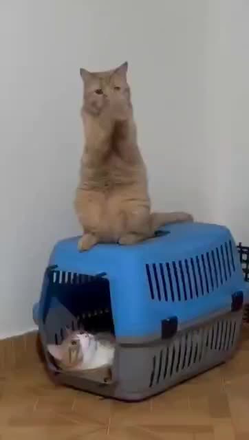 گربه دی اس اچ dsh|گربه|کرج, شاهینویلا|دیوار