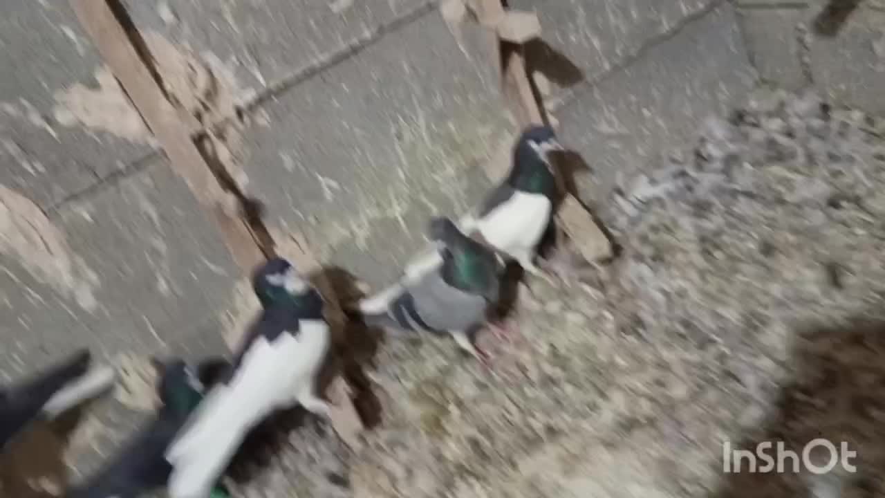 شهری بهبهونی|پرنده|شیراز, شهرک مطهری|دیوار