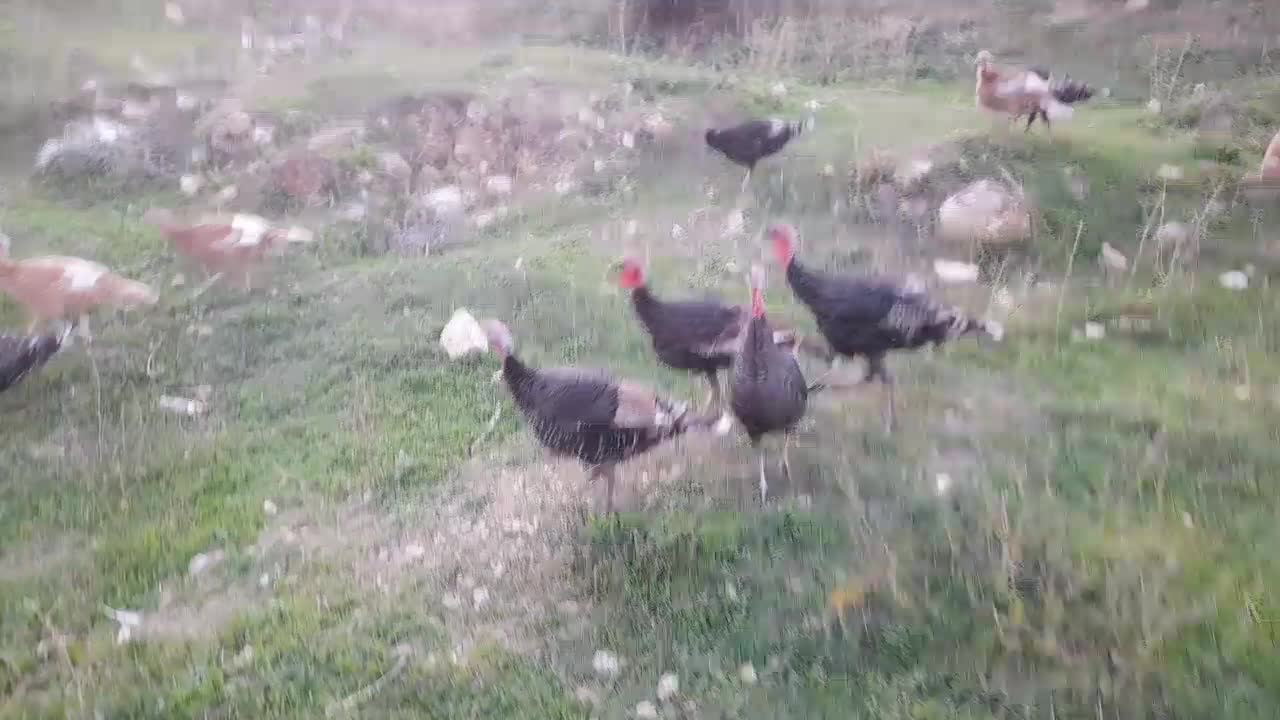 بوقلمون کاملا ارگانیک|حیوانات مزرعه|کلیبر, |دیوار