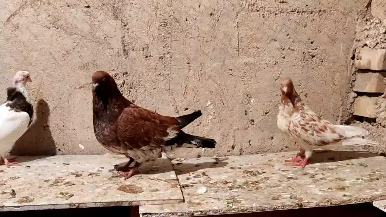 کبوتر|پرنده|اهواز, منازل کارون|دیوار