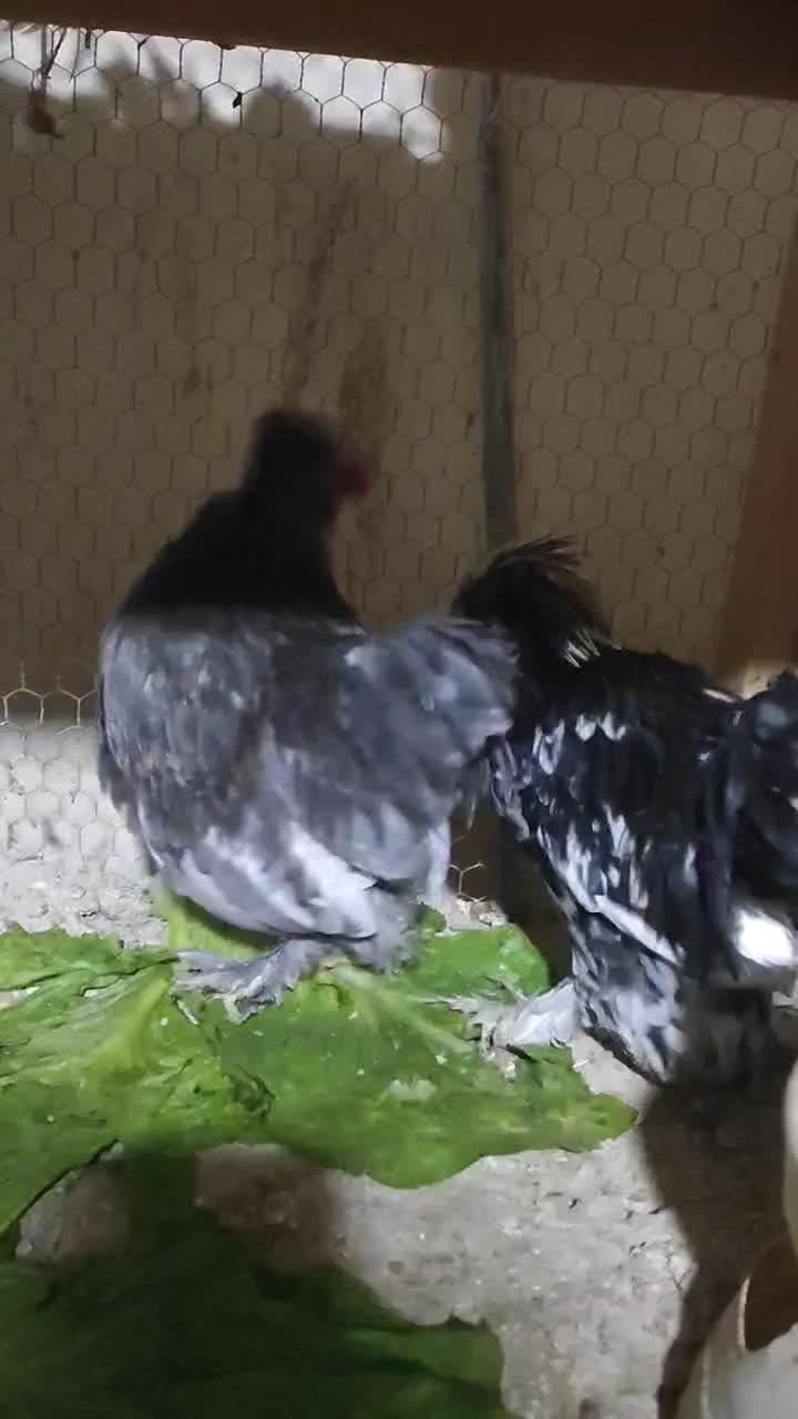 خروس پاکوتاه|حیوانات مزرعه|نوشین شهر, |دیوار