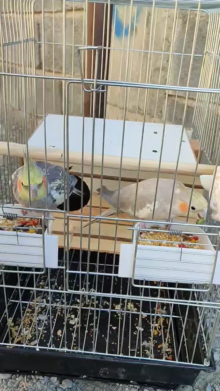 عروس هلندی رام نرو ماده|پرنده|کهنوج, |دیوار