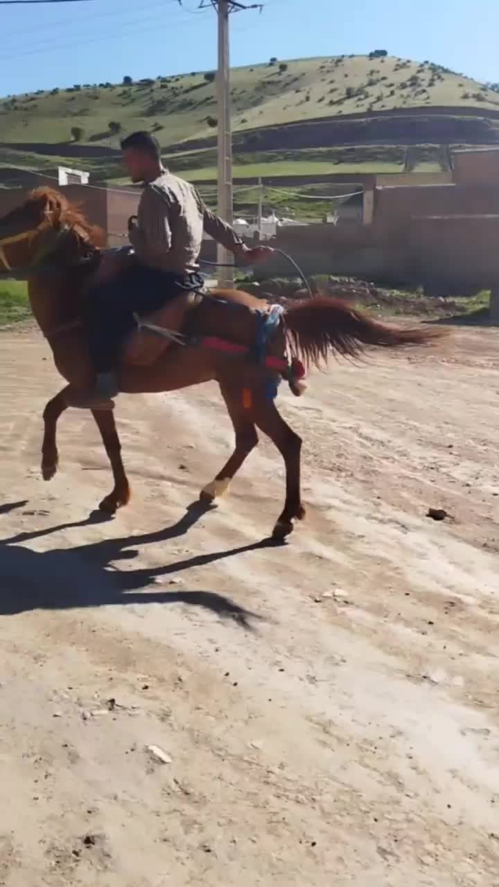اسب|اسب و تجهیزات اسب‌سواری|سردشت, |دیوار