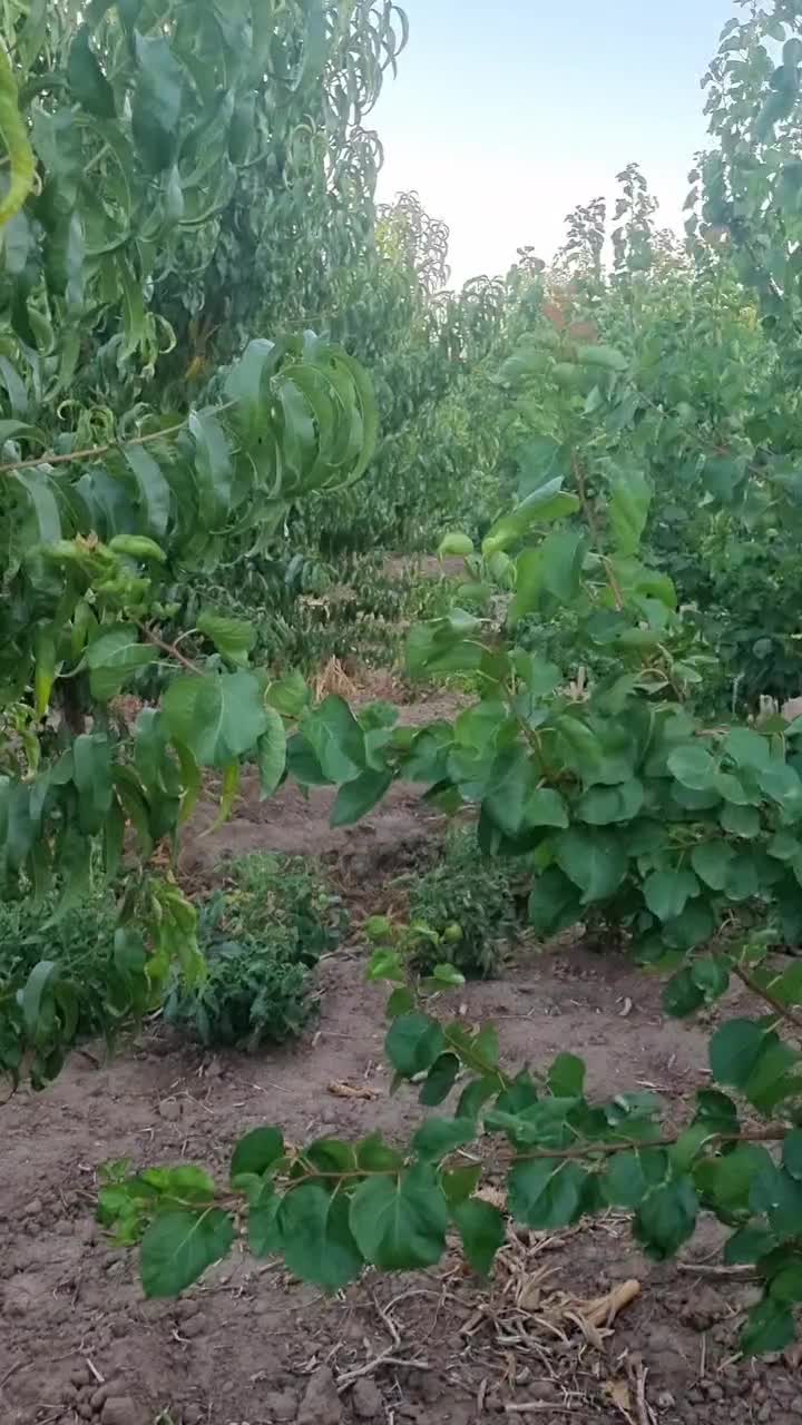 باغ در ارباتان مرند|فروش خانه و ویلا|یامچی, |دیوار