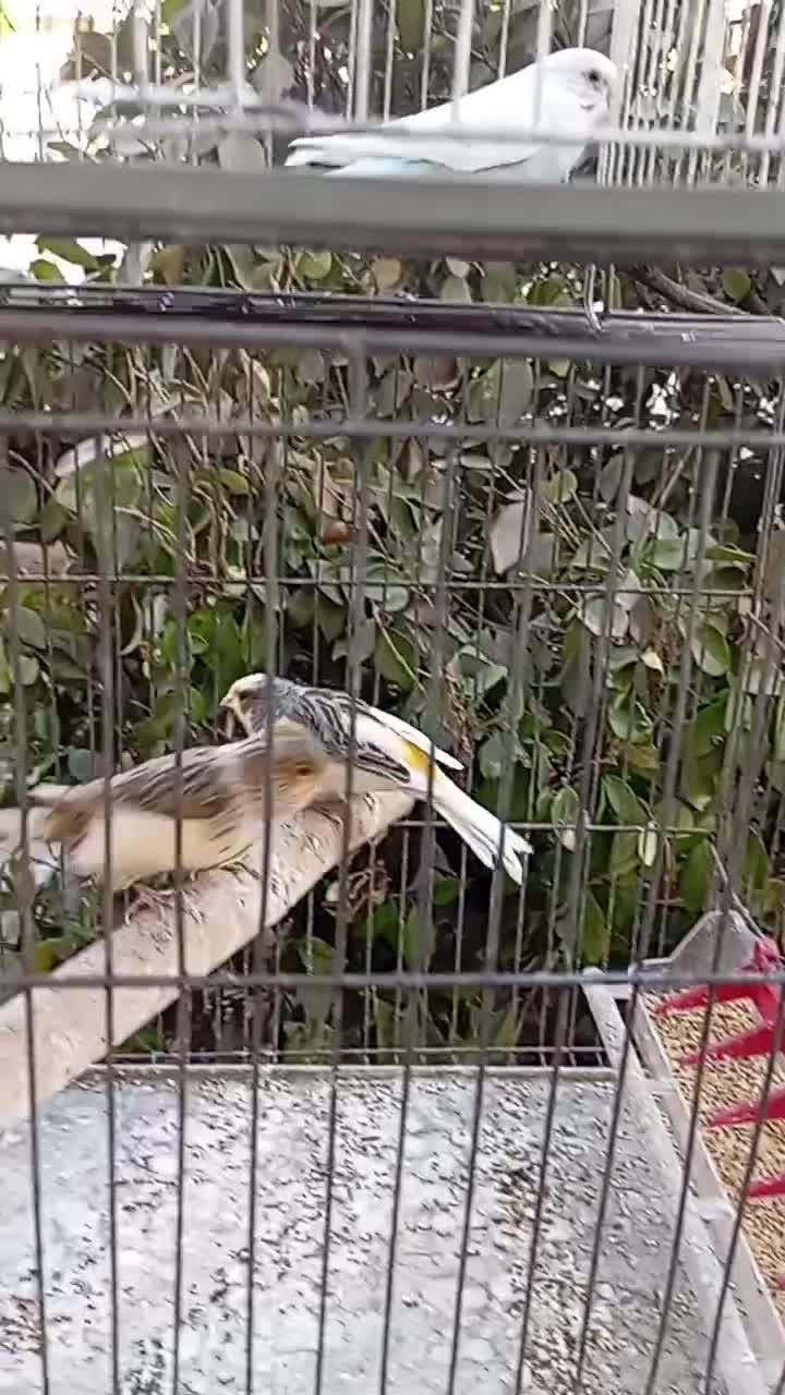 قناری نر و ماده|پرنده|اندیشه, اندیشه فاز ۱|دیوار