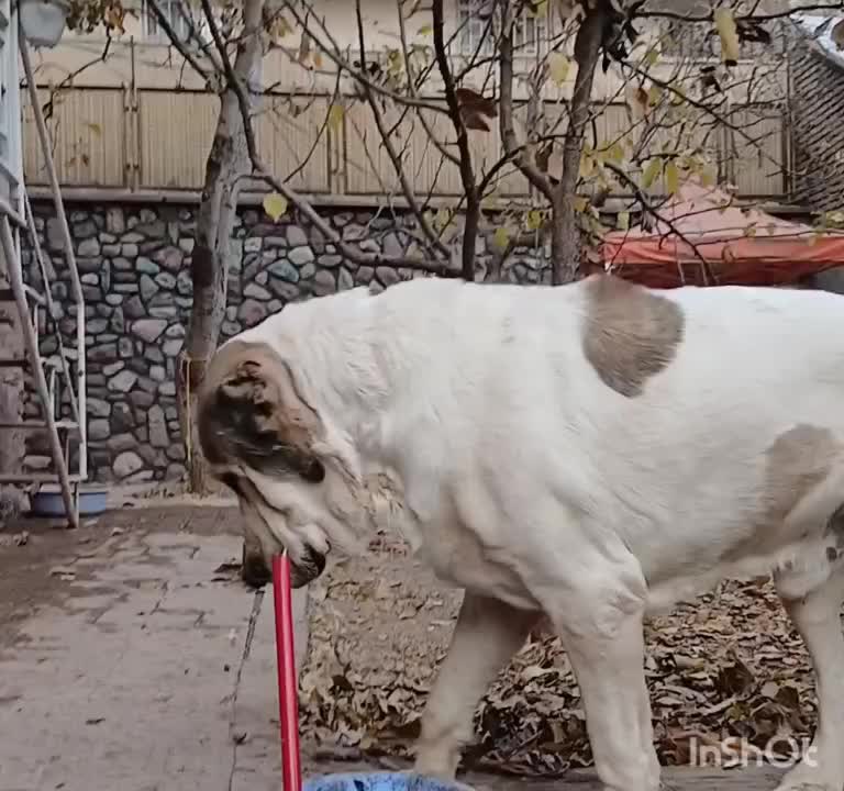 سگ نگهبان روسی درشت سنگین وزن 1 ساله قد 90|سگ|کرج, شهرک بیدارچشمه|دیوار